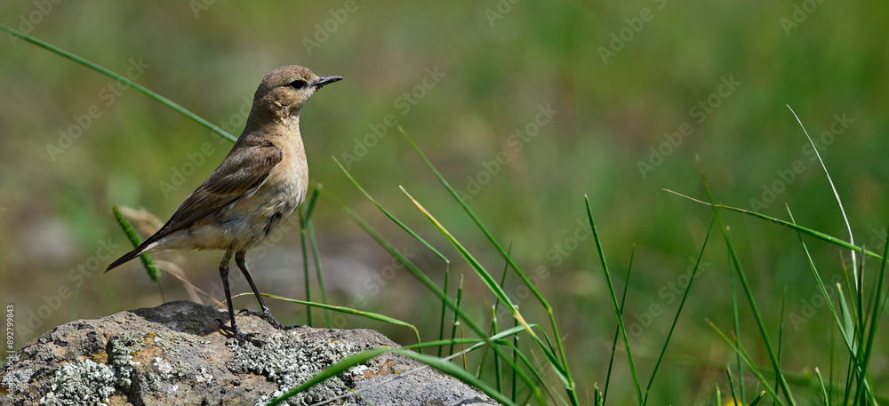 Naklejka premium Isabellsteinschmätzer // Isabelline wheatear (Oenanthe isabellina) - Biosphärenreservat Donaudelta, Rumänien