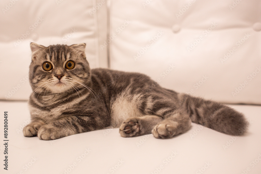 custom made wallpaper toronto digitalкрасива домашня чистокровна шотландська висловуха пухнаста кішка в будинку