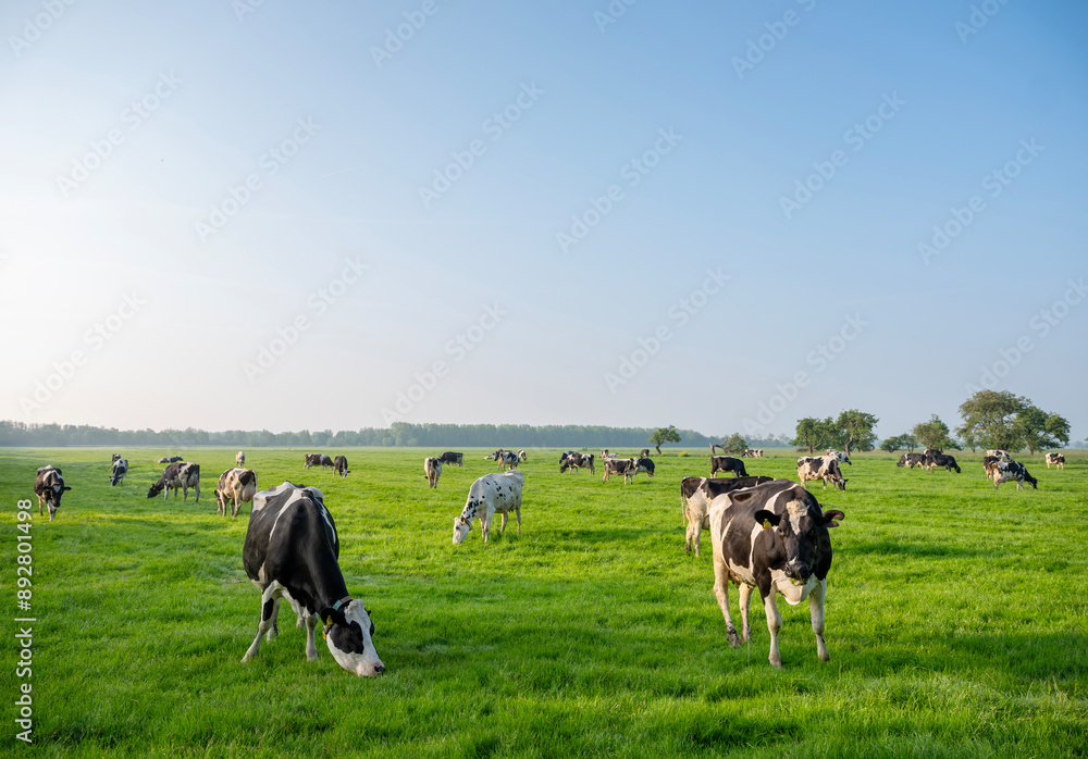 black and white spotted cows in green meadow at sunrise in the netherlands