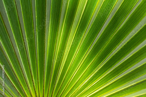 close up straight lines texture of green palm leaves