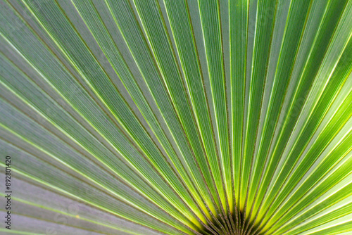 close up straight lines texture of green palm leaves photo