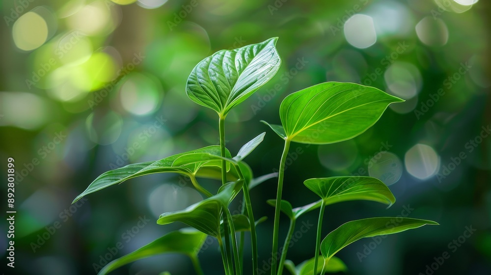 Close-up of a rare Anthurium with its long, slender leaves Close-up of a rare Anthurium with its long, slender leaves