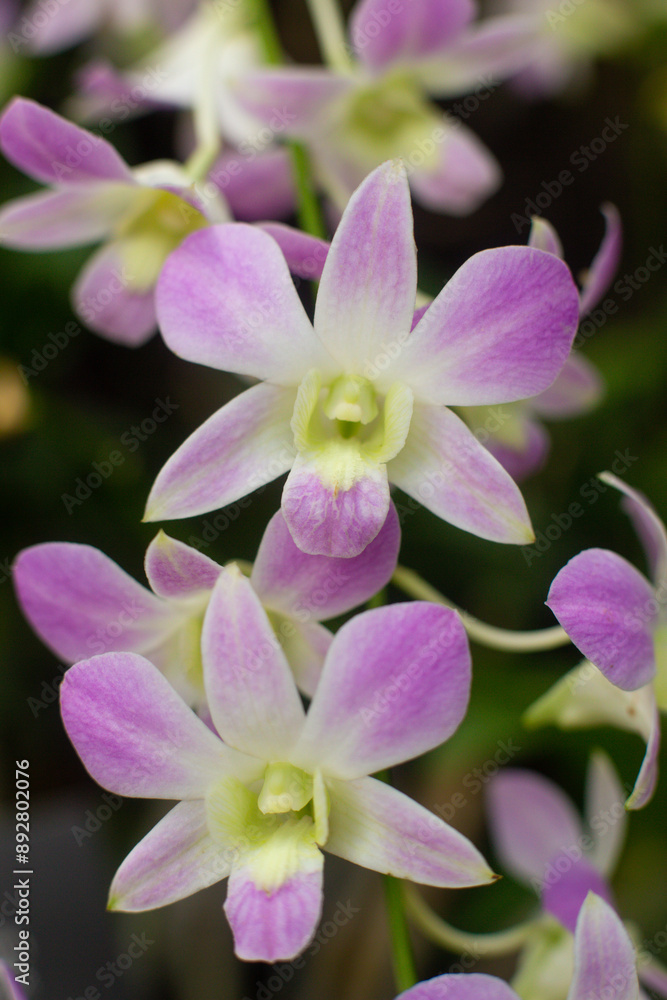 close-up of beautiful Dendrobium two-humped flowers in the garden close-up of beautiful Dendrobium two-humped flowers in the garden