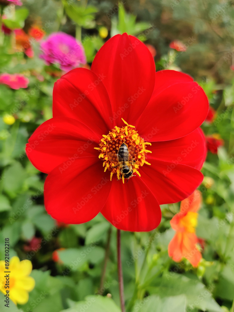 close-up of a beautiful flower.Dahlia with bee in the garden close-up of a beautiful flower.Dahlia with bee in the garden