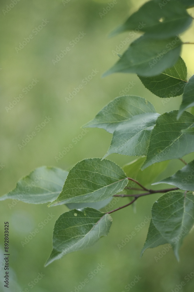 green leaves in the wind green leaves in the wind