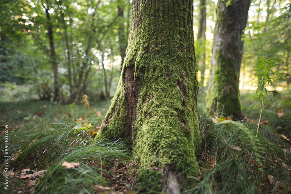 The trees in the forest are covered with green moss The trees in the forest are covered with green moss