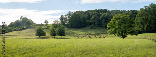 brown limousin cows in green countryside of champagen ardennes in france photo