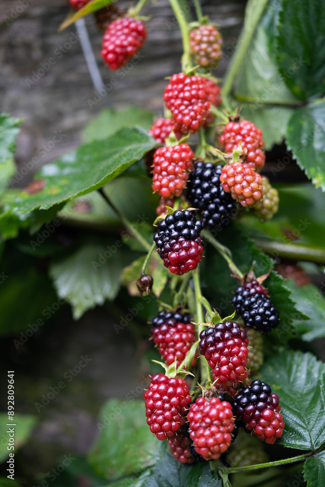 delicious and juicy blackberry fruits on a bush in the garden delicious and juicy blackberry fruits on a bush in the garden