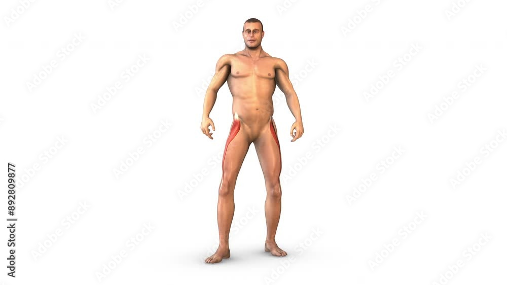 Human Muscular System rectus femoris muscles Human Muscular System rectus femoris muscles