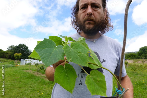 gardener with potted paulownia plant ready for planting. young paulownia cuttings photo