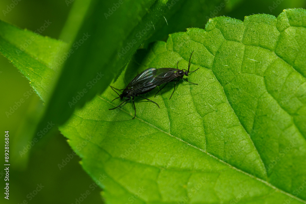 葉に留まって交尾をするラブバグ