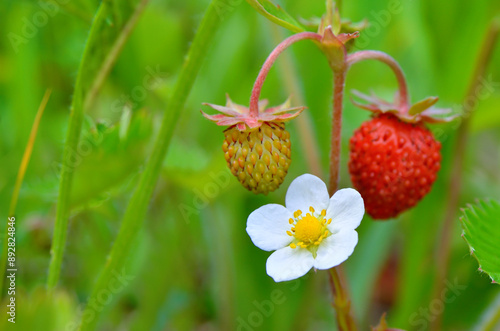 Ripe wild strawberry grows among green grass in summer