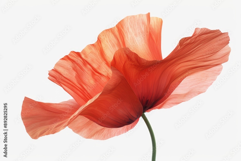 A single red flower sits on a stem against a pure white background, making for a simple yet striking image A single red flower sits on a stem against a pure white background, making for a simple yet striking image