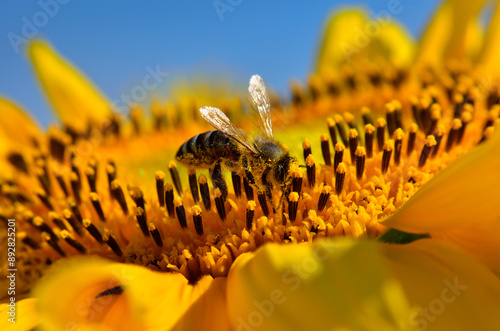 Honey bee pollinates a golden, ripe, sunflower photo