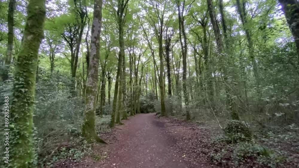Walking in the forest, woods, wilderness, alone, hiking, trail, mysterious, hikers, hiking trail, Walking in the forest, woods, wilderness, alone, hiking, trail, mysterious, hikers, hiking trail,