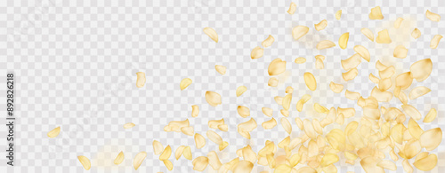 Yellow falling rose or sunflowers petals.Transparent panoramic horizontal background.Amber flower spring template.