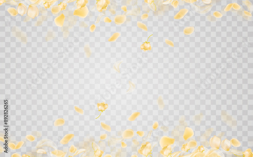 Yellow falling rose or sunflowers petals.Transparent panoramic horizontal background.Amber flower spring template.