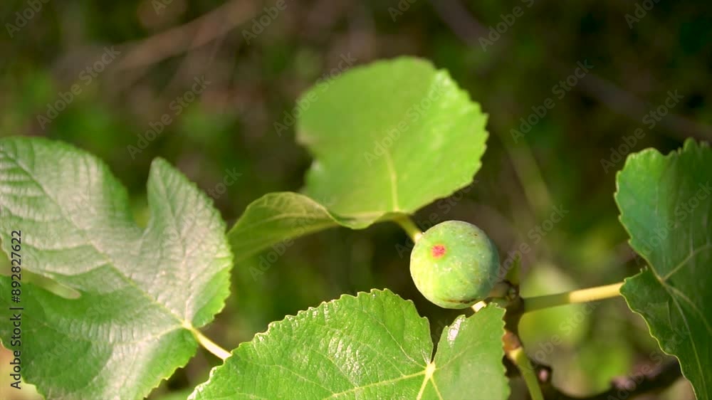 Slow motion, closeup, wild green fig ripening on the branch of the fig tree. Slow motion, closeup, wild green fig ripening on the branch of the fig tree.
