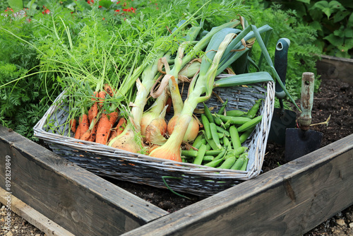 organic vegetables collected in a basket from the garden