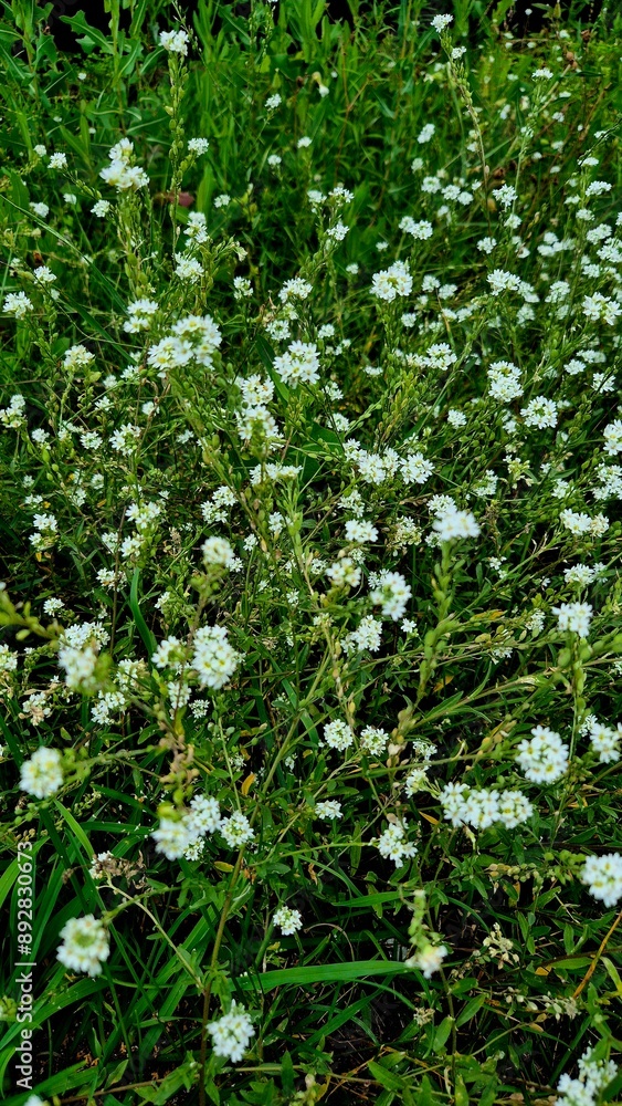 White Wildflowers Blooming in a Lush Green Field on a Summer Day White Wildflowers Blooming in a Lush Green Field on a Summer Day