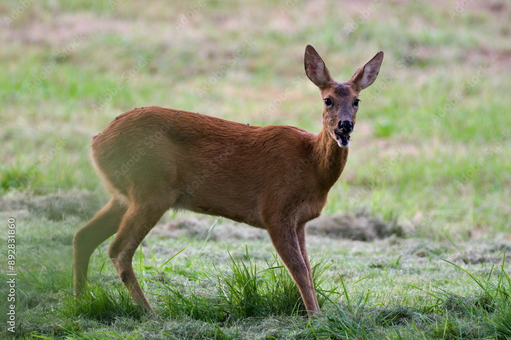 Capreolus capreolus european roe deer female on a field. Open mouth. Capreolus capreolus european roe deer female on a field. Open mouth.