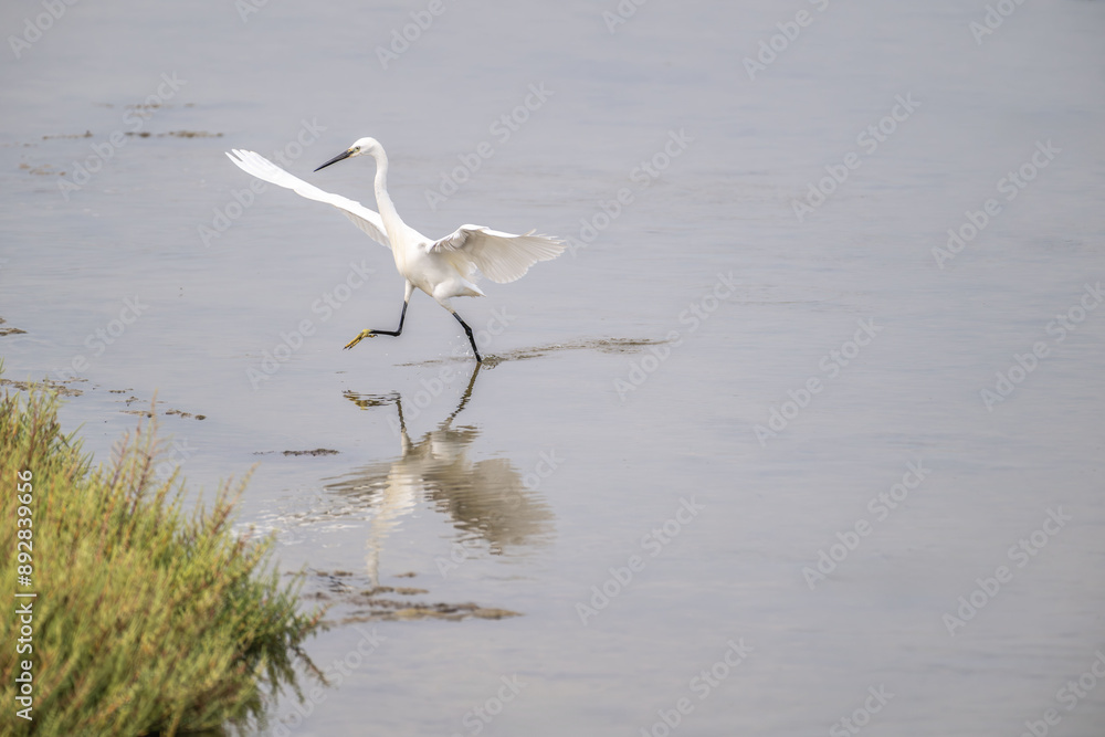 Egret walking in shallow water with wings extended near vegetation Egret walking in shallow water with wings extended near vegetation