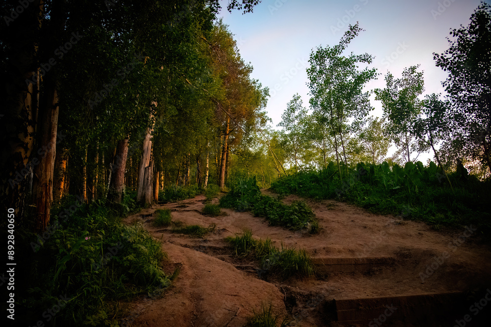 Fototapeta premium sunset in the forest