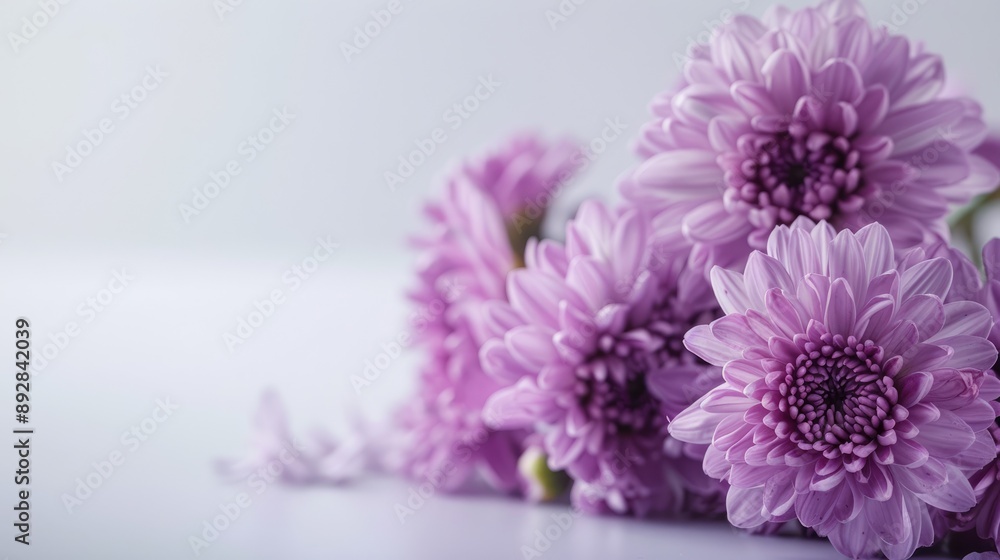 Indoor scene with purple chrysanthemums on white, text space included Indoor scene with purple chrysanthemums on white, text space included