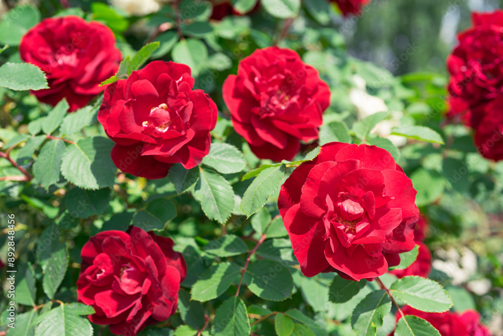 Beautiful blooming rose bush with red flowers close up in garden or park, outdoor Beautiful blooming rose bush with red flowers close up in garden or park, outdoor