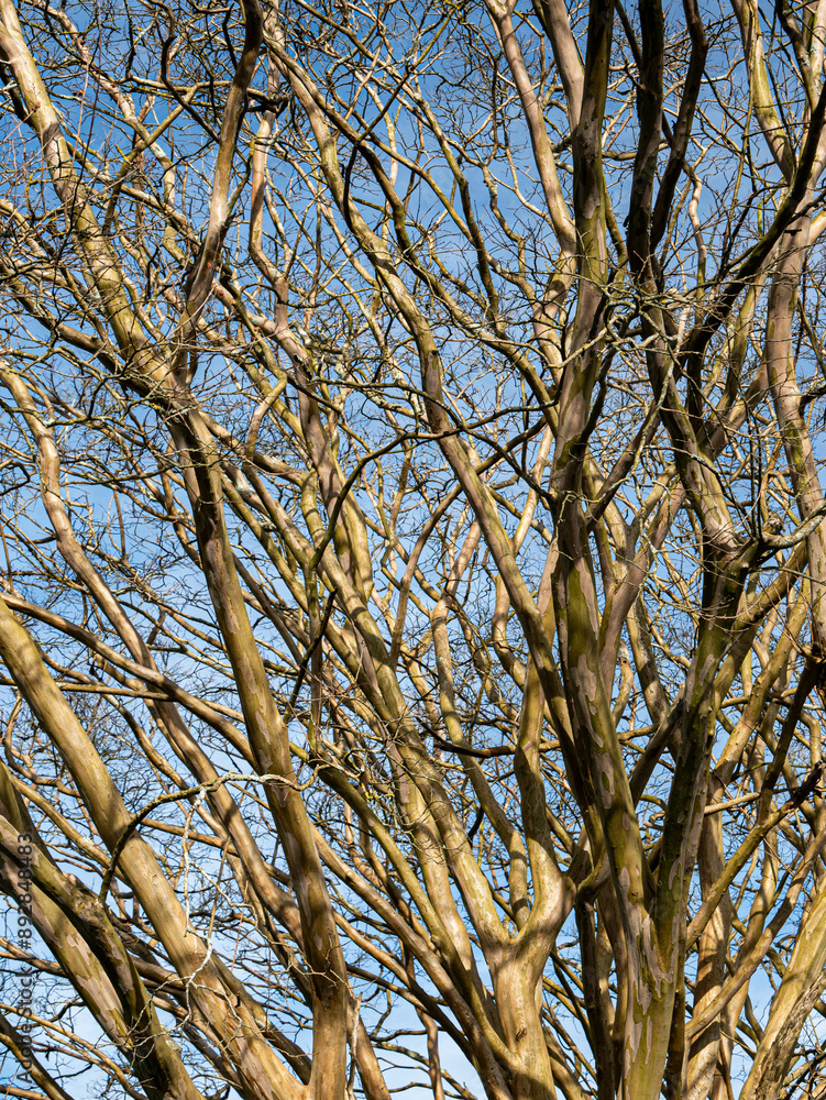Entrelas de branches dénudés Entrelas de branches dénudés