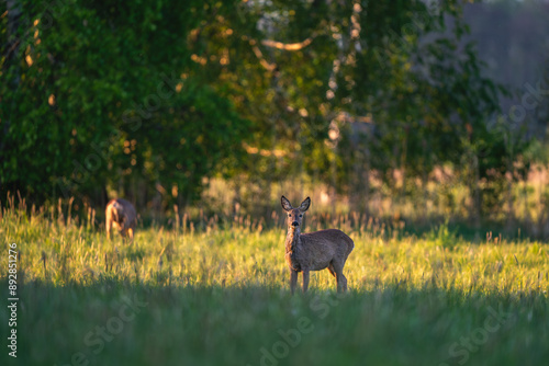 Fototapeta Naklejka Na Ścianę i Meble -  Sarna o zachodzie słońca 