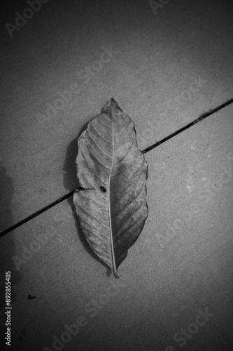 Black and white tree leaf 