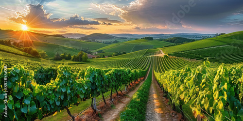 Row vine grape in champagne vineyards at montagne de reims countryside village background France, montagne, countryside, France, vineyards, reims, background, village