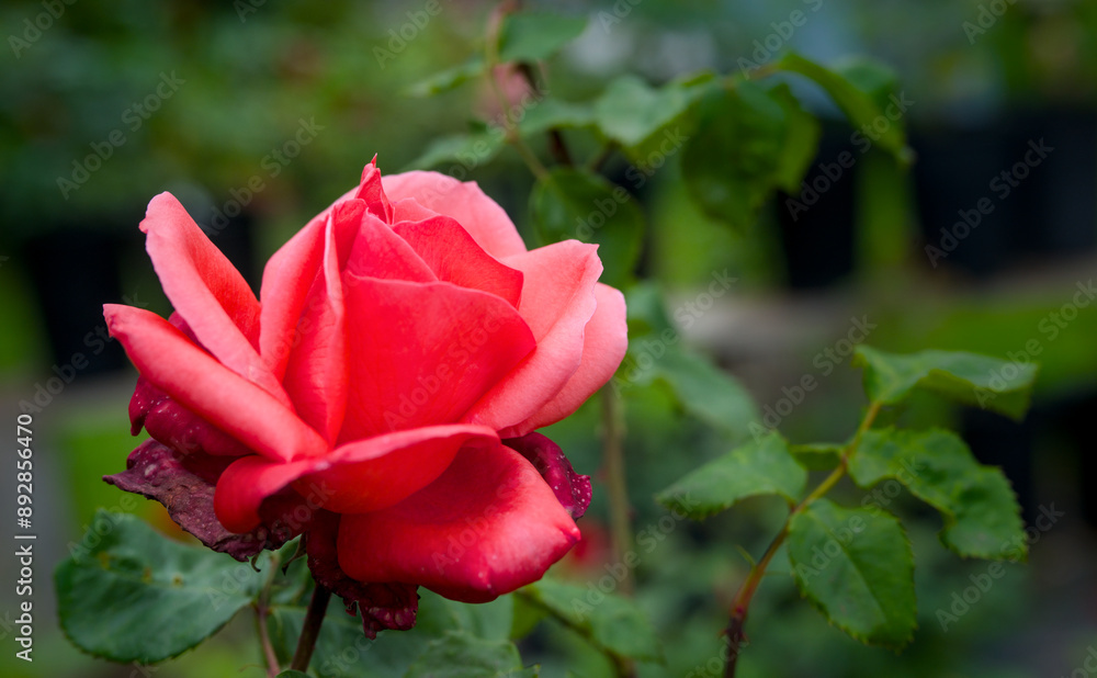beautiful red blossom of a rose in summer, close up beautiful red blossom of a rose in summer, close up