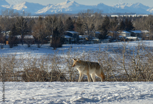 Urban coyote (Canis latrans) in Fish Creek Park, Calgary, Alberta