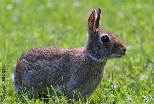 A young Eastern Cottontail (Sylvilagus floridanus) rabbit, Winnipeg, Manitoba