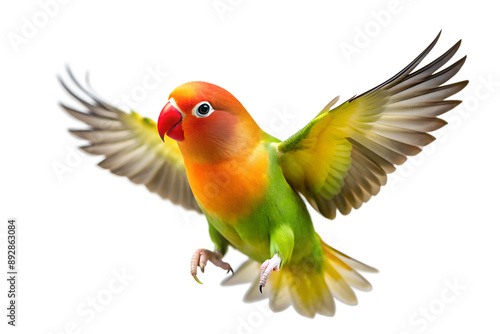 A Green And Red Lovebird Posing