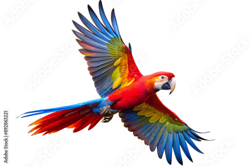 Colorful Macaw Parrot Close-Up