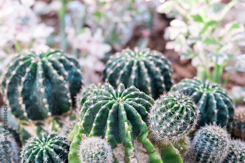 Macro close up of Echinopsis huascha thorns on Cactus Plant. Spike Ball cactus plant. green and cream small spikey cactus plants Macro close up of Echinopsis huascha thorns on Cactus Plant. Spike Ball cactus plant. green and cream small spikey cactus plants
