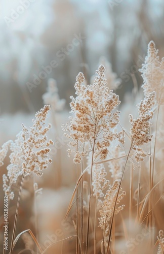 Golden Grass in Afternoon Sun