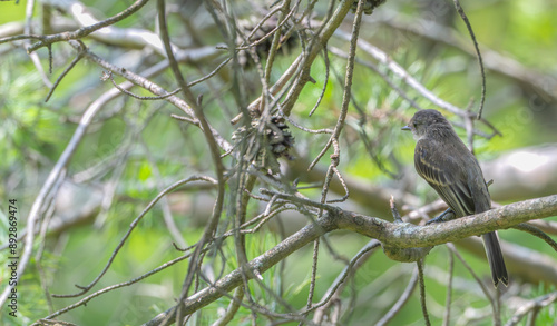 Eastern phoebe perched in a tree surrounded by a mass of intertwined branches..