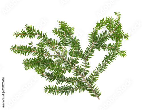 Hemlock