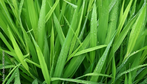 top view fresh green rice leaves with dewdrop in the morning