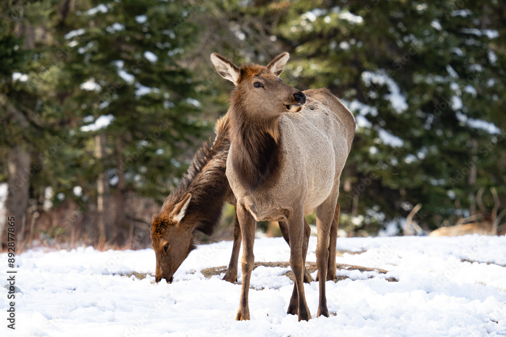 Young Elk surveying its surroundings, Banff National Park, Alberta Canada. Young Elk surveying its surroundings, Banff National Park, Alberta Canada.