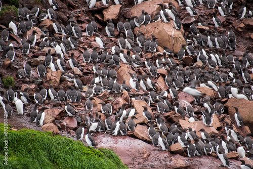 Common Murres are found breeding on the precipitous rocky cliffs of Gull Island, located in the Witless Bay Ecological Reserve near the Avalon Peninsula of Newfoundland, Canada. photo