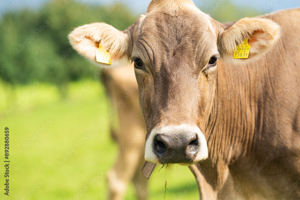 Cow is looking at camera. Close-up cows face. Dairy cows in the farm pastures. Brown cow pasturing on grassy meadow near mountain. Cow in pasture on alpine meadow in Switzerland. Cow is looking at camera. Close-up cows face. Dairy cows in the farm pastures. Brown cow pasturing on grassy meadow near mountain. Cow in pasture on alpine meadow in Switzerland.