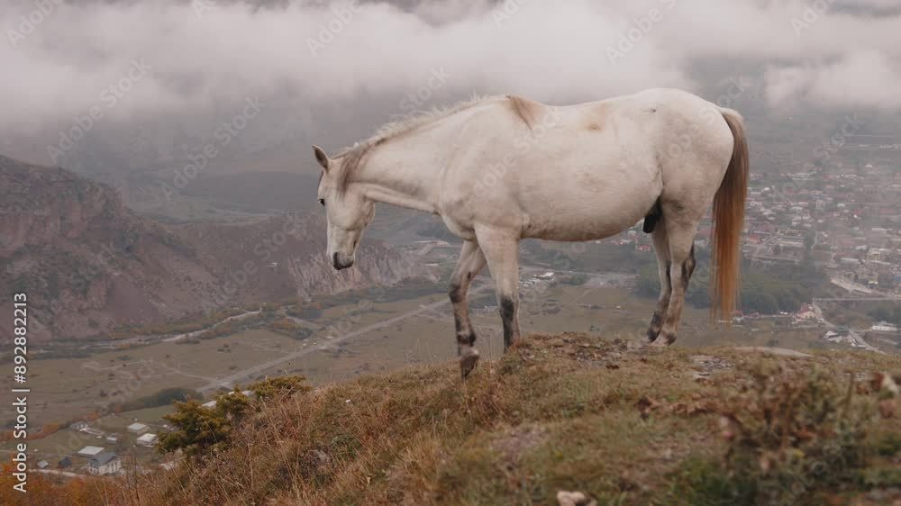 A white wild horse stands standing against the backdrop of mountains