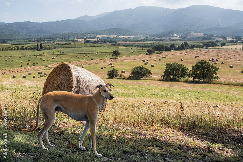 Ivo, the spanish greyhound with hay bales in Tuscany country Ivo, the spanish greyhound with hay bales in Tuscany country