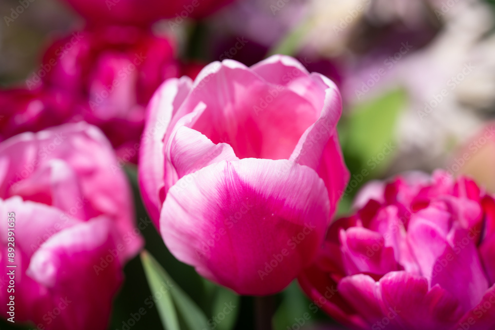 Blossom spring. Bunch of tulips. Close up spring flowers. Amazing tulips blooming in garden. Tulip flower plants landscape. Spring blossom background. Blossom spring. Bunch of tulips. Close up spring flowers. Amazing tulips blooming in garden. Tulip flower plants landscape. Spring blossom background.