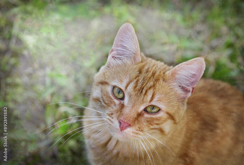 portrait of a cat portrait of a cat